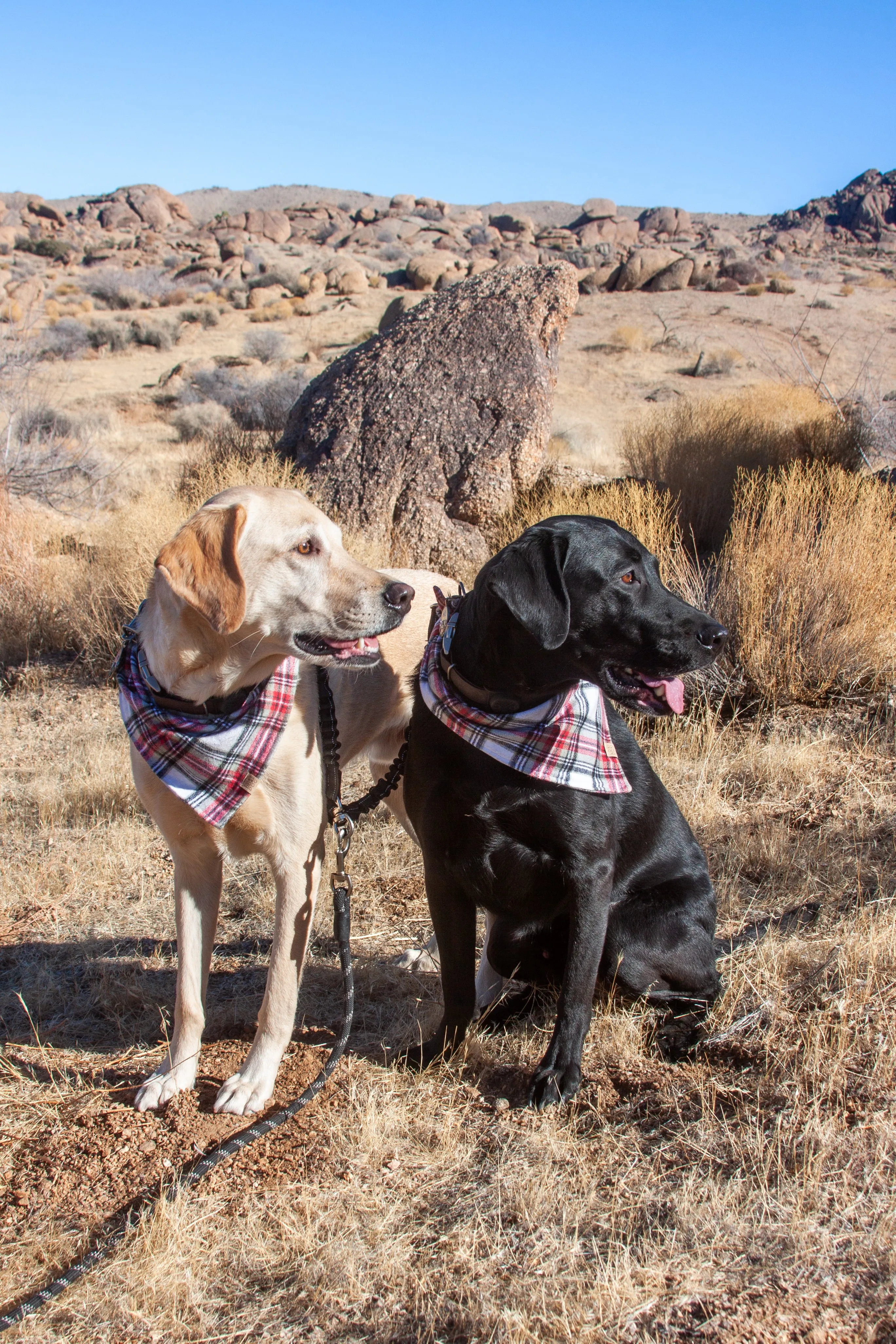 Good Tidings Christmas Plaid Flannel Dog Bandana (Personalization Available)