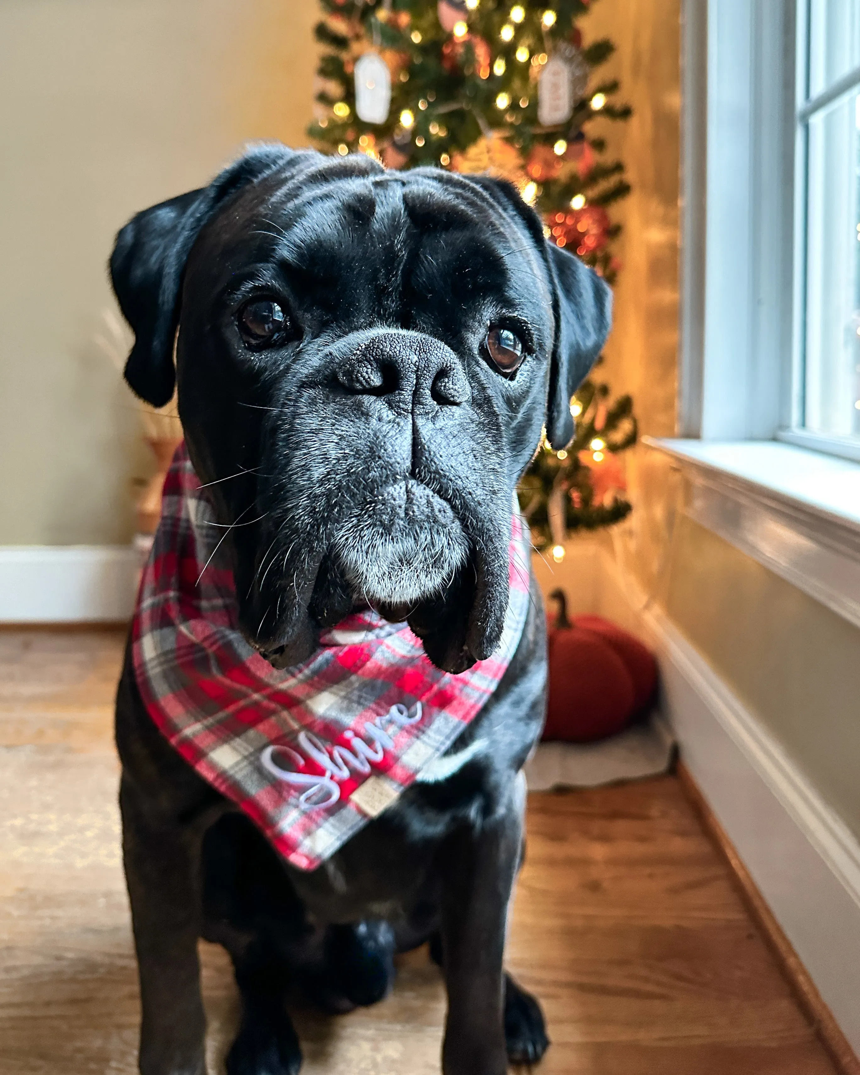 Kris Kringle Plaid Flannel Dog Bandana (Personalization Available)