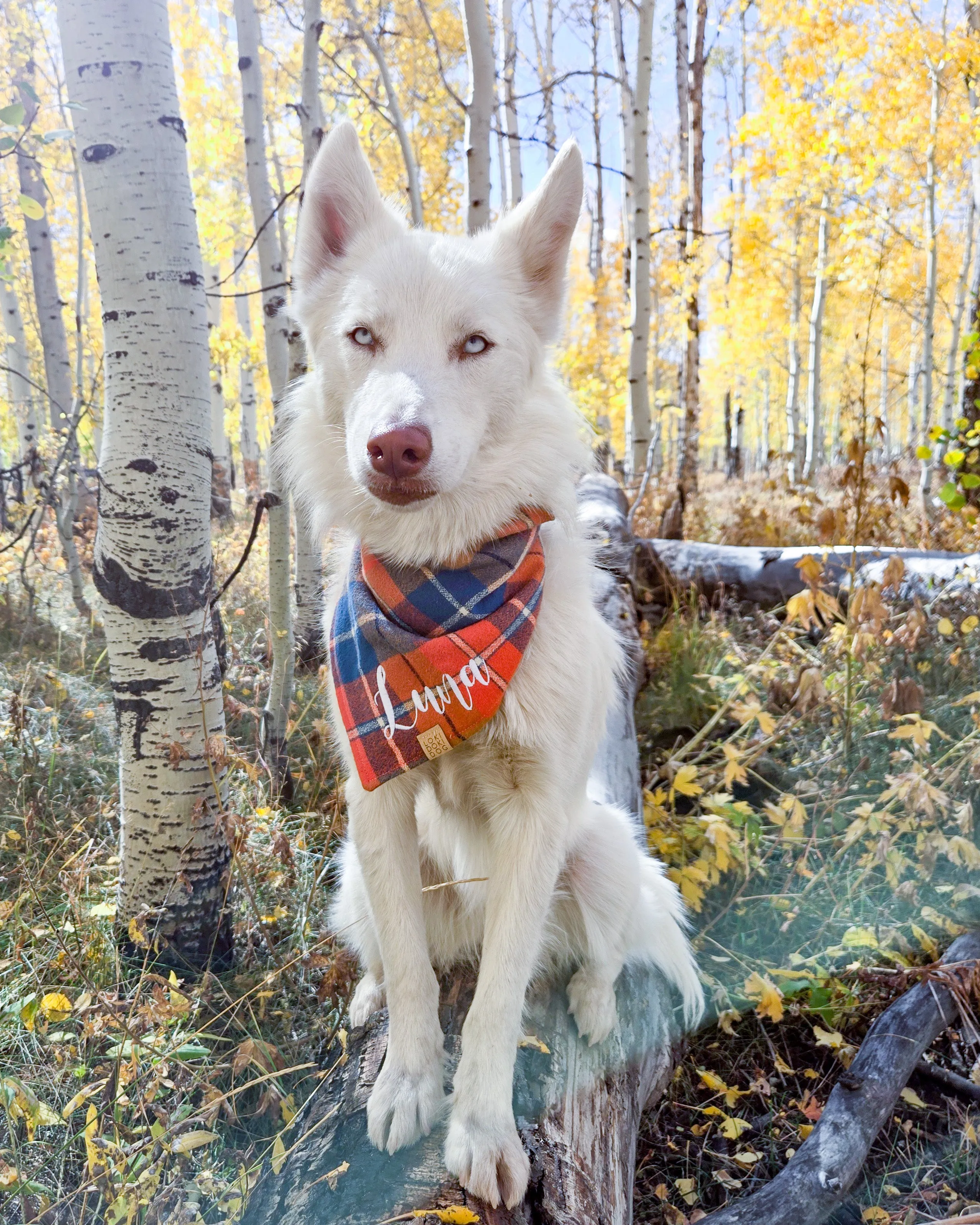 Pumpkin Harvest Plaid Flannel Dog Bandana (Personalization Available)