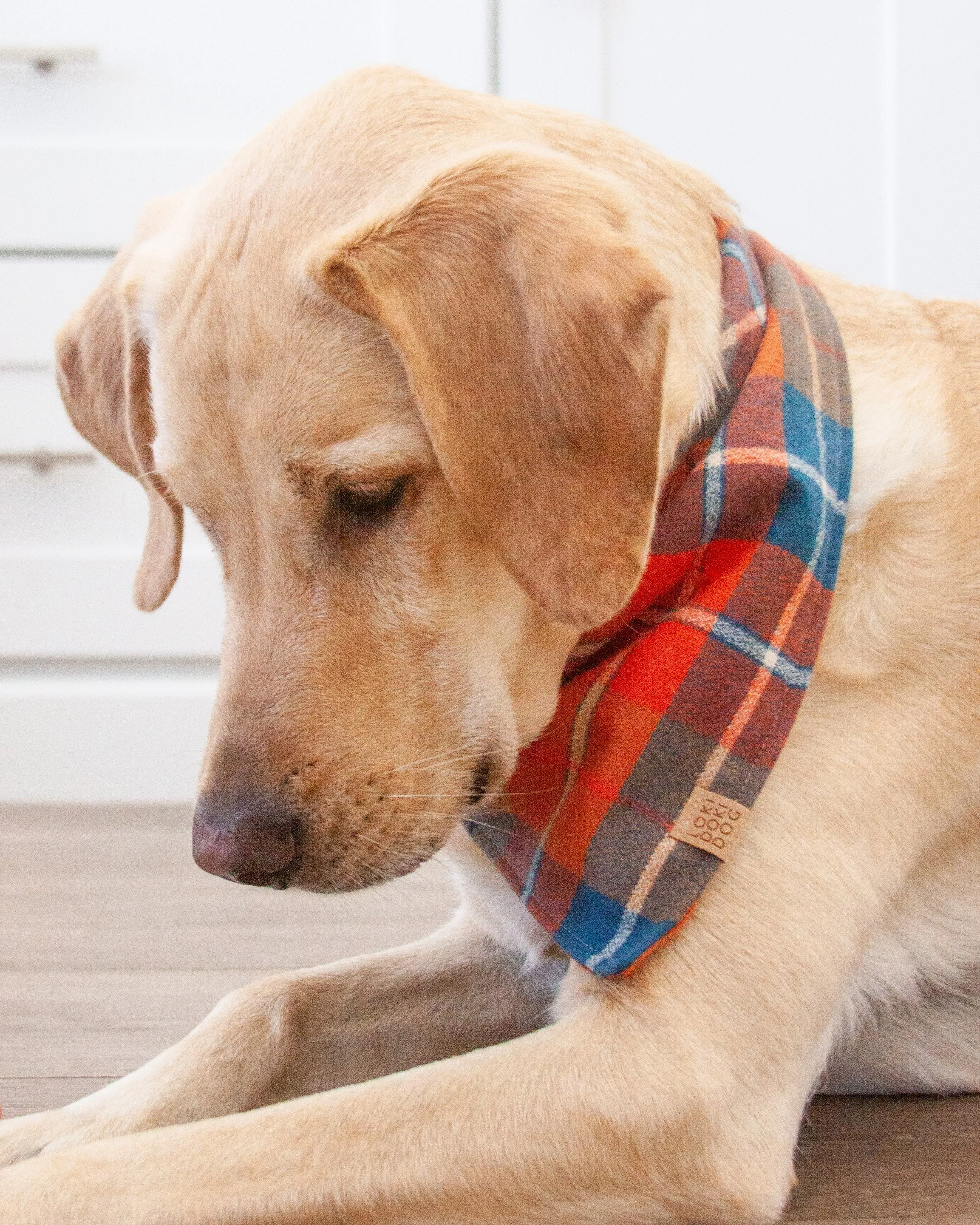 Pumpkin Harvest Plaid Flannel Dog Bandana (Personalization Available)